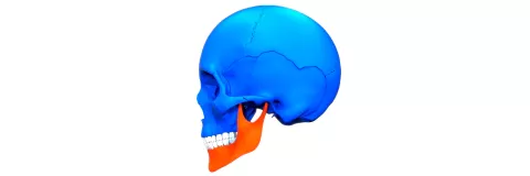 Mandibular